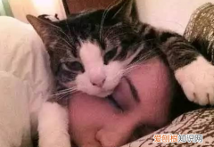 猫为什么睡在人身边 猫为什么要睡在人脸上