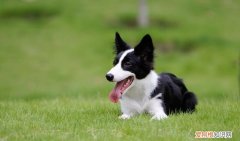 纯种边境牧羊犬价格 边境牧羊犬价格纯种