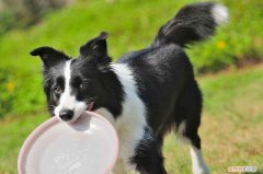 边境牧羊犬的价格 边境牧羊犬价格多少