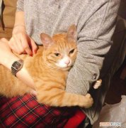 为什么猫爱趴在人身上 猫为什么喜欢在人身上趴着