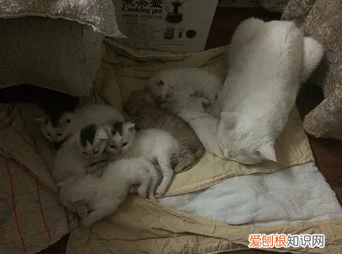 绝育的公猫会咬小猫吗 绝育公猫为什么咬小猫