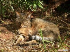 野猫为什么会攻击人类 野猫为什么会攻击人