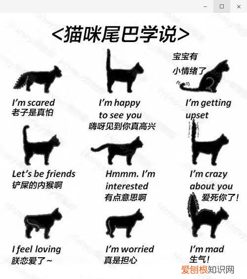 猫尾巴炸毛怎么回事 尾巴炸毛的信息你都掌握了吗