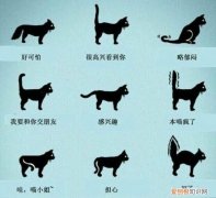 猫尾巴炸毛怎么回事 尾巴炸毛的信息你都掌握了吗
