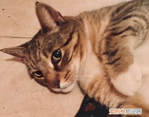 猫卷缩着睡觉 猫为什么卷缩在怀里