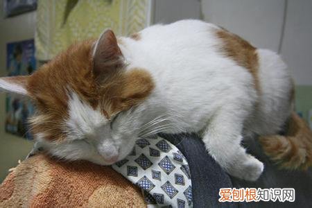 猫为什么非要趴在身上 猫为什么喜欢趴在人腰上