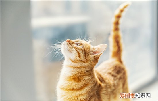 母猫和公猫哪个粘人 跟性别没有很大关系哦!