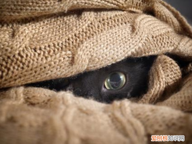 猫咪睡觉喜欢躲起来 猫为什么喜欢躲起来睡觉