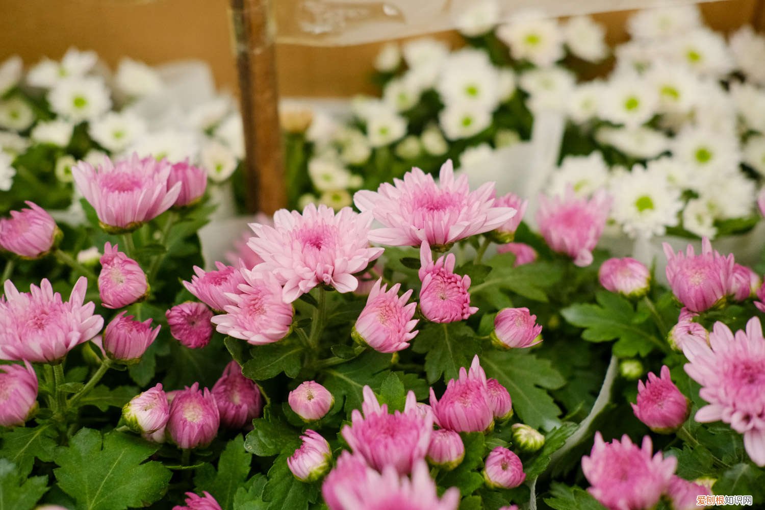 盆栽菊花需要修剪吗 菊花养护要注意什么问题，菊花需要修剪吗