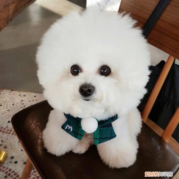 比熊犬的价格 比熊犬的价格是多少钱一只