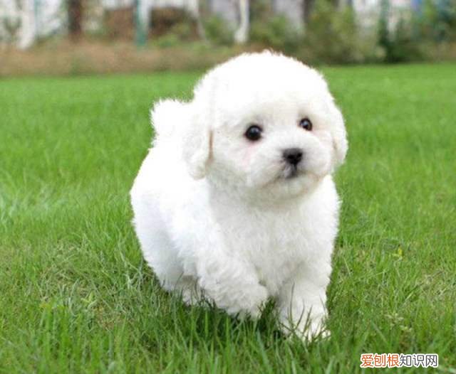 小比熊犬价格 小比熊犬价格多少钱一只