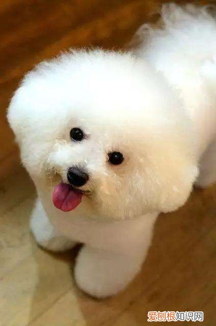 纯种比熊犬多少钱一只 纯种比熊犬一般多少钱
