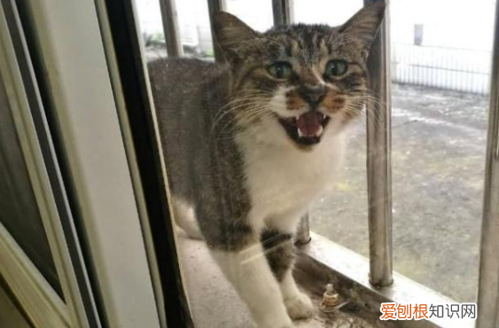 窗户打开猫会跑出去吗 猫为什么会偷偷从窗户跑掉