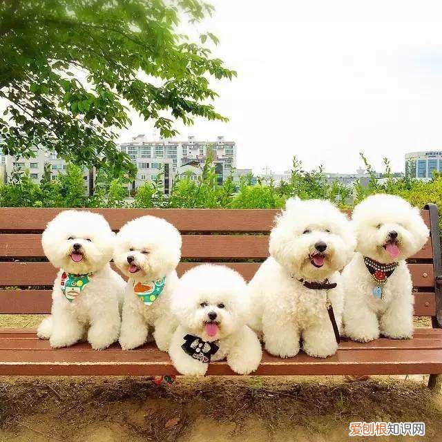 卷毛比熊犬多少钱 卷毛比熊犬多少钱一只