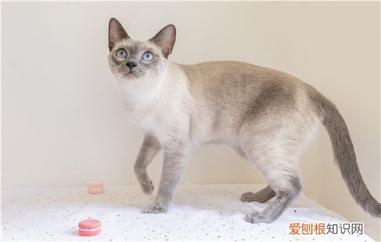 暹罗猫能听懂人说话吗 你们家猫又是什么反应？