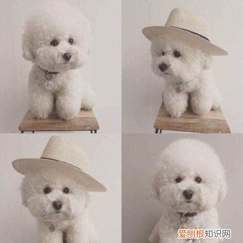 一只比熊犬多少钱 小比熊犬多少钱一只