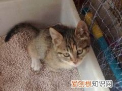 加菲猫不会用猫砂 加菲猫为什么老睡猫砂里