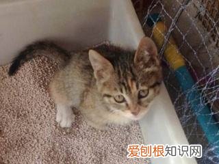 加菲猫不会用猫砂 加菲猫为什么老睡猫砂里