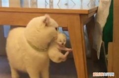 母猫把小猫藏起来了 会不会叼回来 猫为什么叼孩子藏起来