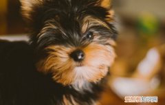 狗肝炎症状有哪些症状 狗肝炎症状肚子大