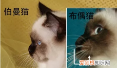 雪鞋猫和布偶猫的区别 看完你就懂了！