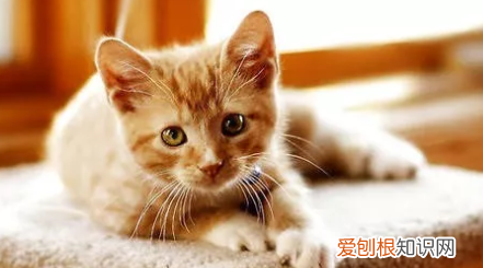 猫咪闻消毒水有事情吗 猫为什么喜欢闻消毒水