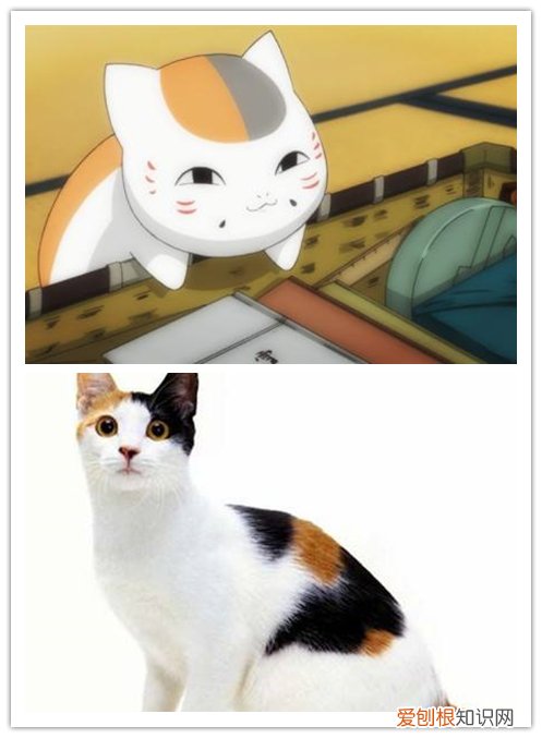 黑猫警长是什么猫 这些动漫中的猫你知道是什么品种吗？