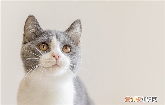 猫咪为什么总是闻来闻去 猫为什么老是闻来闻去什么都要闻