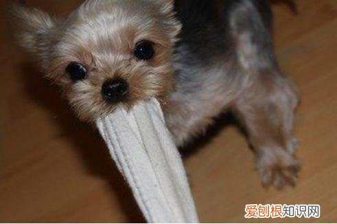 给猫穿袜子会不会不好 小猫为什么喜欢吃袜子