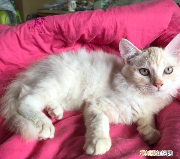 长途开车猫咪怎么带 猫包,长途开车,开车带猫