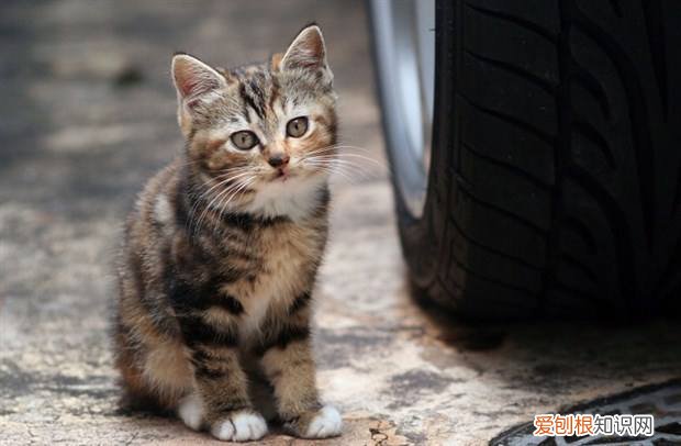 长途开车猫咪怎么带 猫包,长途开车,开车带猫