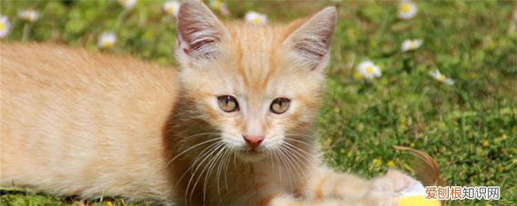 福摩猫粮不同口味对比 福摩猫粮哪个味道的比较好呢？