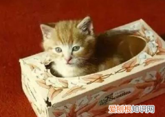 猫为什么缩在盒子里 猫为什么喜欢缩盒子里