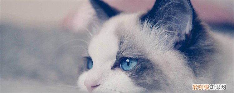 纯种布偶猫特点 布偶猫为什么叫布偶猫你知道吗