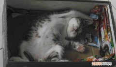 猫为什么喜欢鞋子 猫为什么喜欢鞋盒