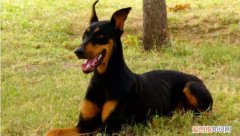 杜宾犬禁养吗 杜宾犬为什么被禁养