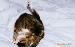 猫咪为什么不喜欢吹气 猫为什么不喜欢人吹气