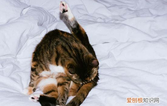 猫咪为什么不喜欢吹气 猫为什么不喜欢人吹气