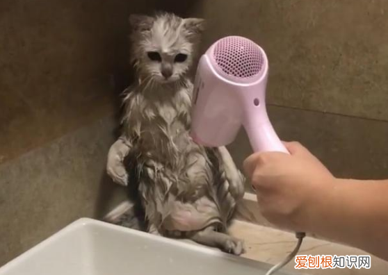 猫可以吹风机吹不 猫为什么不能用吹风机吹耳朵