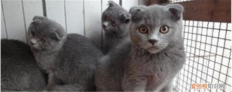 英短有折耳是不是不纯 耳朵折起来的猫都叫折耳猫吗？