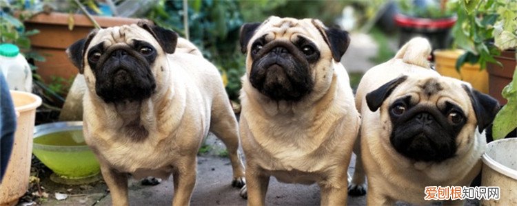 猫和狗怎么配对 猫和狗是不同的物种