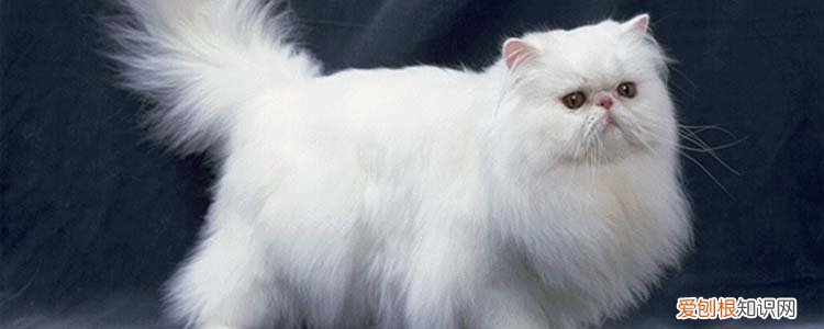 猫变胖了会怎么样 猫为什么越来越胖怎么办