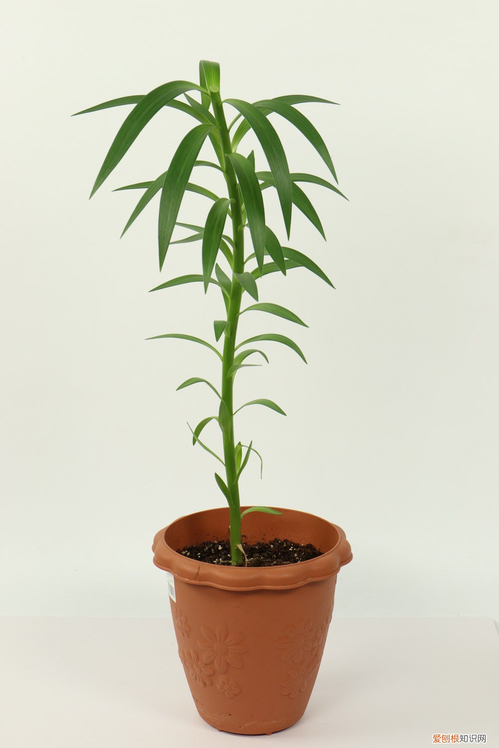 百合花养护秘诀,如何延长百合花期呢 百合花养护秘诀，如何延长百合花期