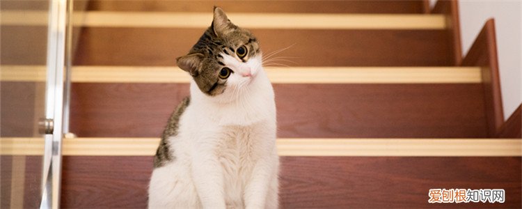 小猫怕吹风机吗 小猫为什么那么怕吹风机的风怎么办