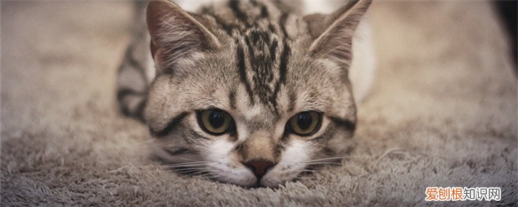 猫突然躲在角落不出来,也不想吃喝 猫为什么不吃饭躲在角落里