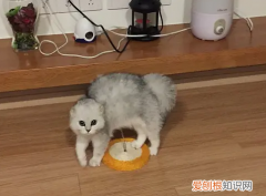 猫为什么会弓着背横着走呢 猫为什么会弓着背横着走