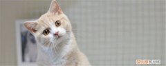 猫咪格里斯是什么品种 乳白英短的特征是什么