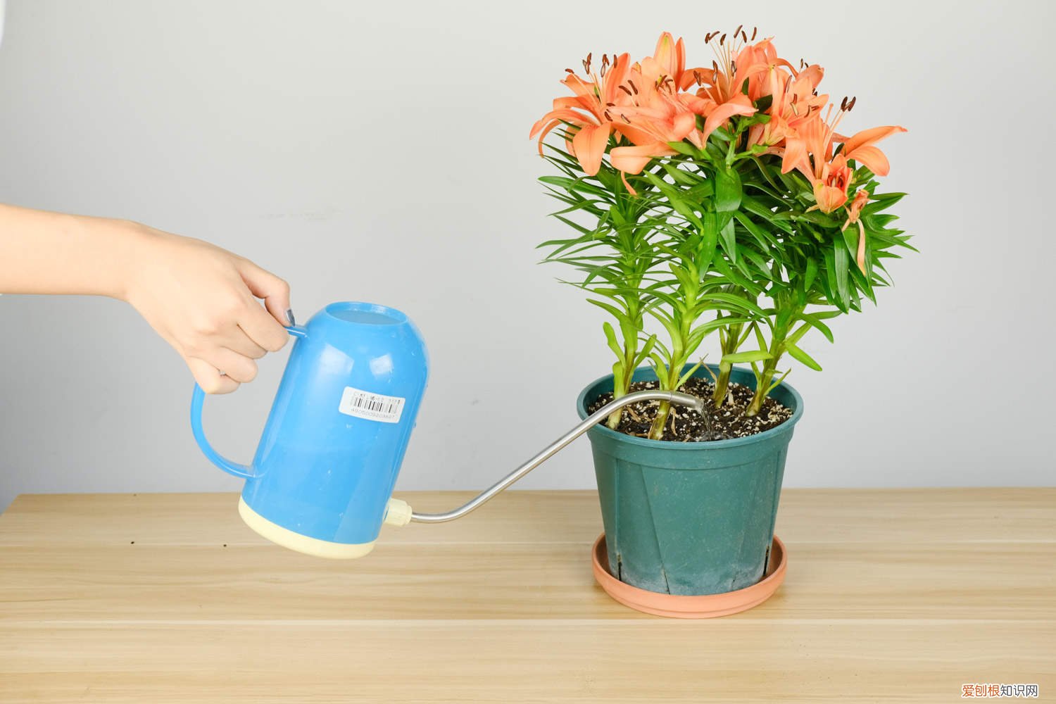 百合花的水培方法和注意事项 百合花如何水培,水培养护技巧