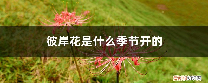 彼岸花哪个季节开花 彼岸花是什么季节开的,彼岸花适合什么季节栽种