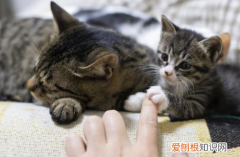 为什么大猫把小猫叼到我被窝 大猫为什么把小猫叼出窝给主人